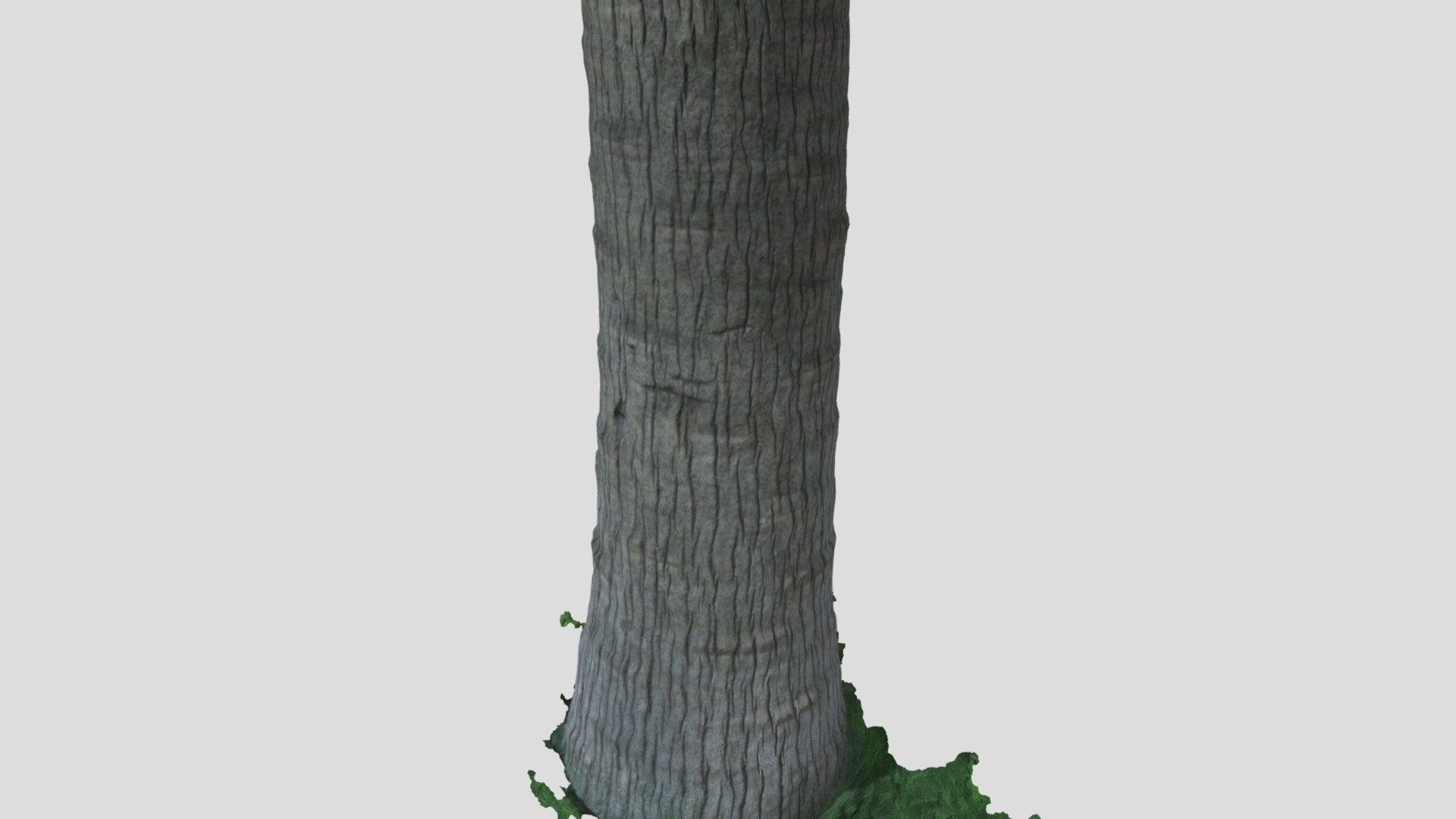 Tree06 Scan