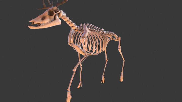 Lowpoly Deer Skeleton 3D Model