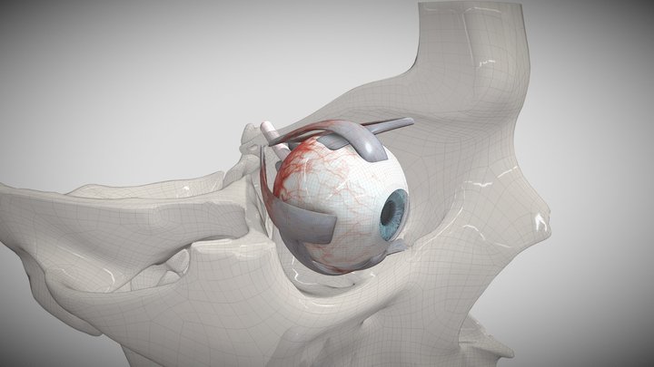Orbit with eye muscles 3D Model