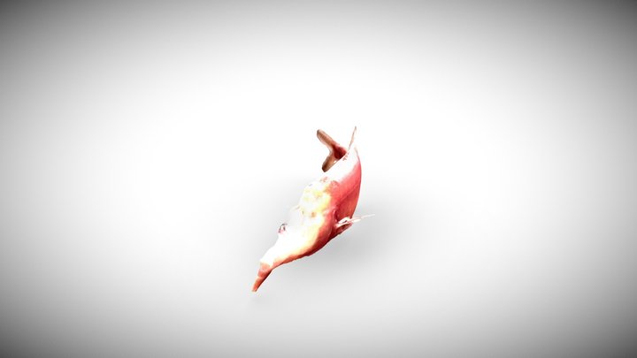 Mormyrid Electric Fish - Specimen GP 3D Model