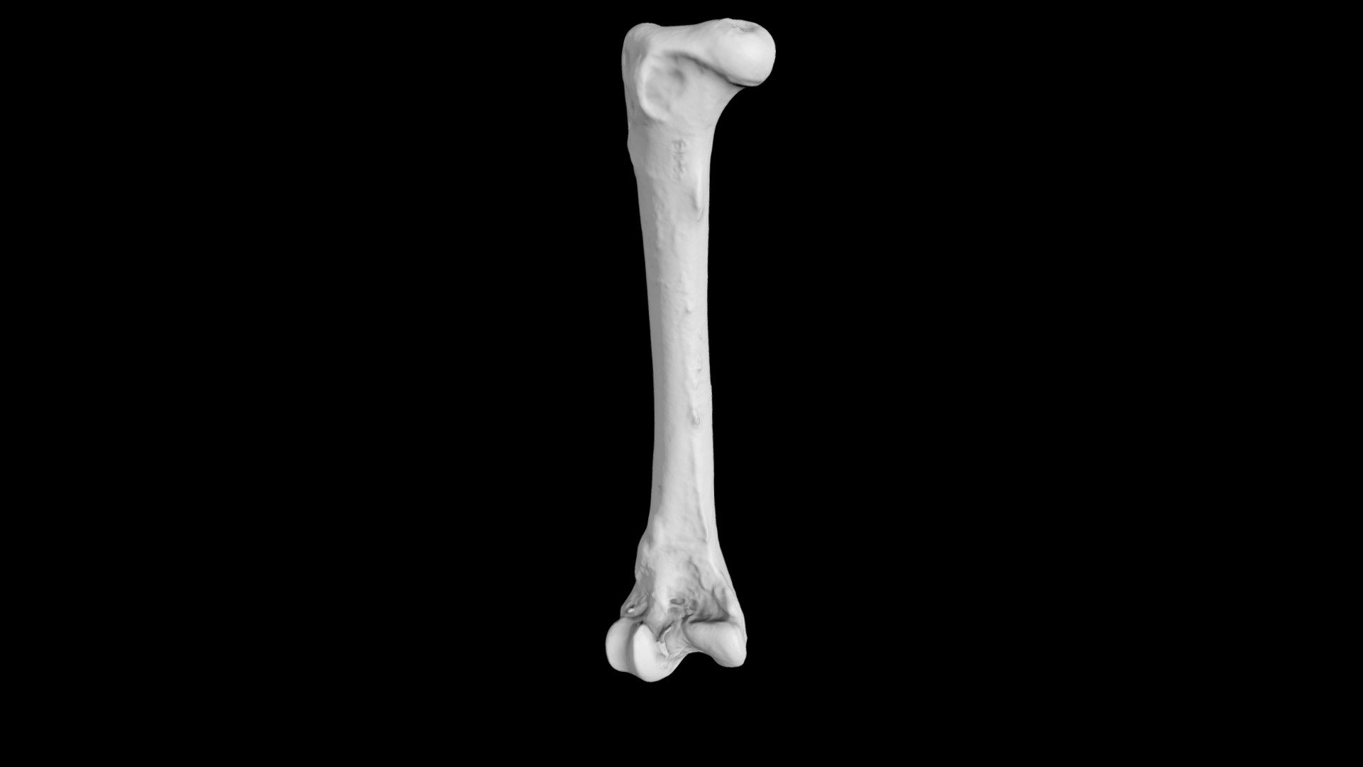 White-capped mollymawk (T. cauta) femur