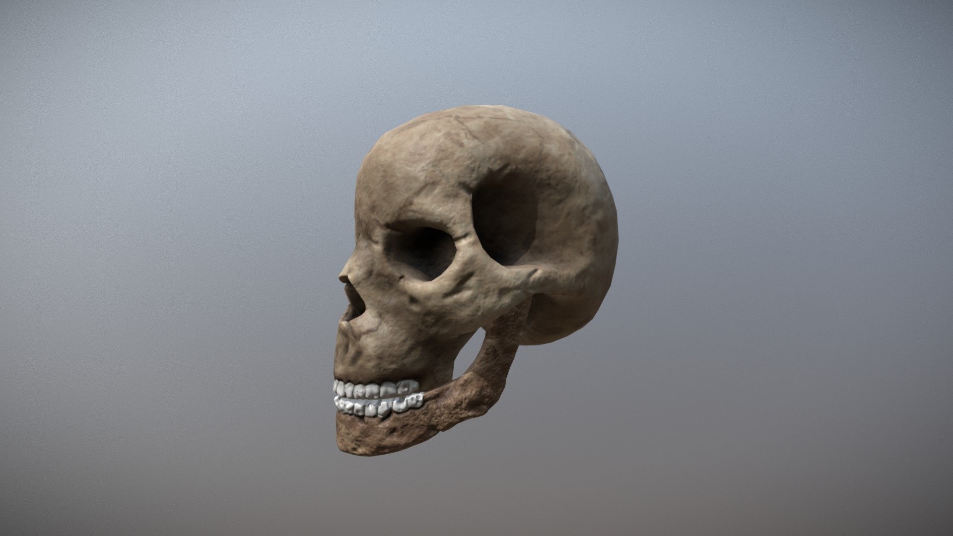 Skull