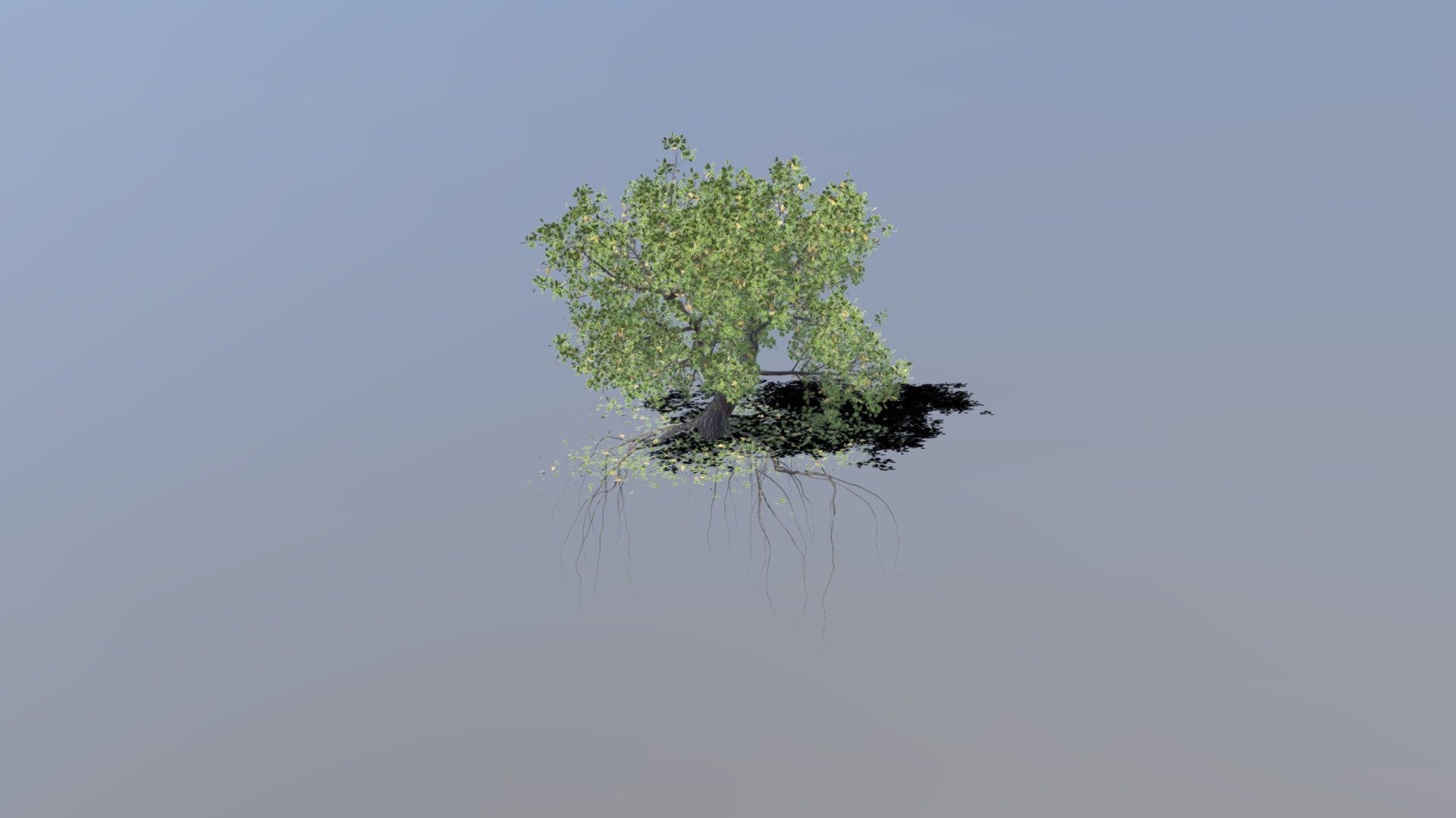 OAK