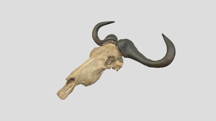 Connochaetes sp._ヌー_GMNH-VM-587 3D Model