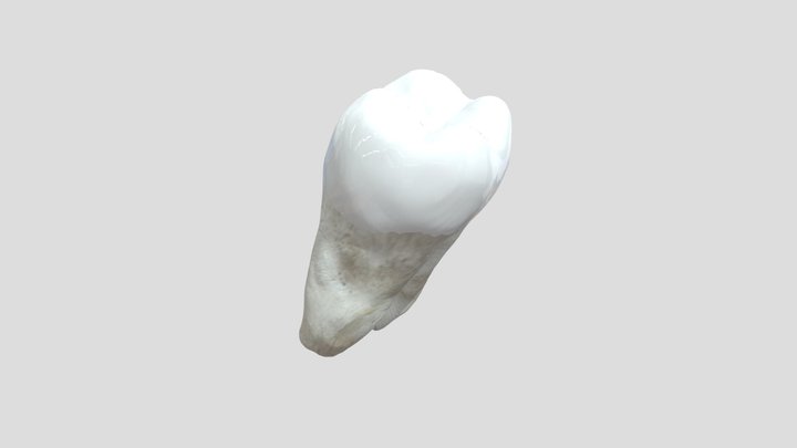 37 3D Model