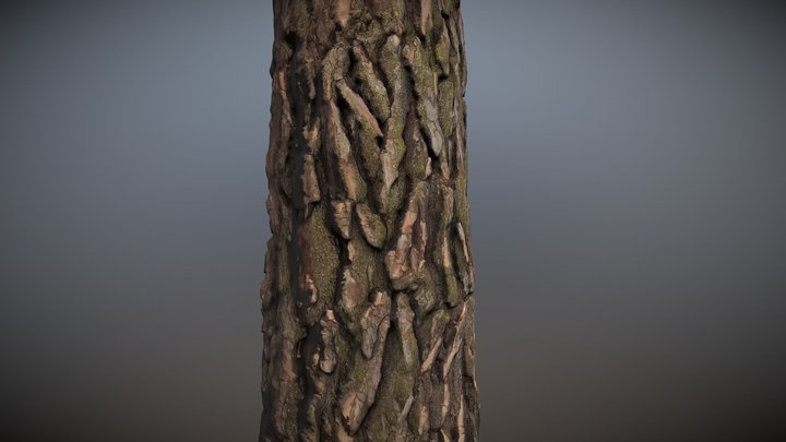 Pine Trunk / Photogrammetry 3D Model