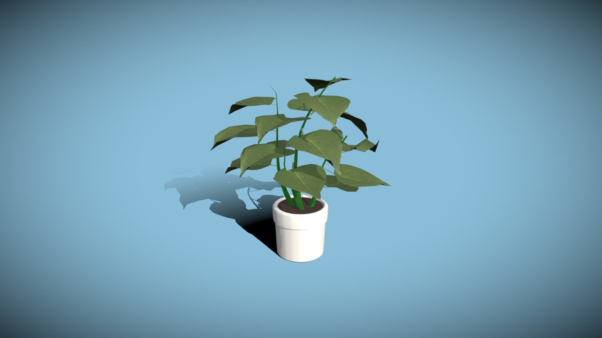 plant