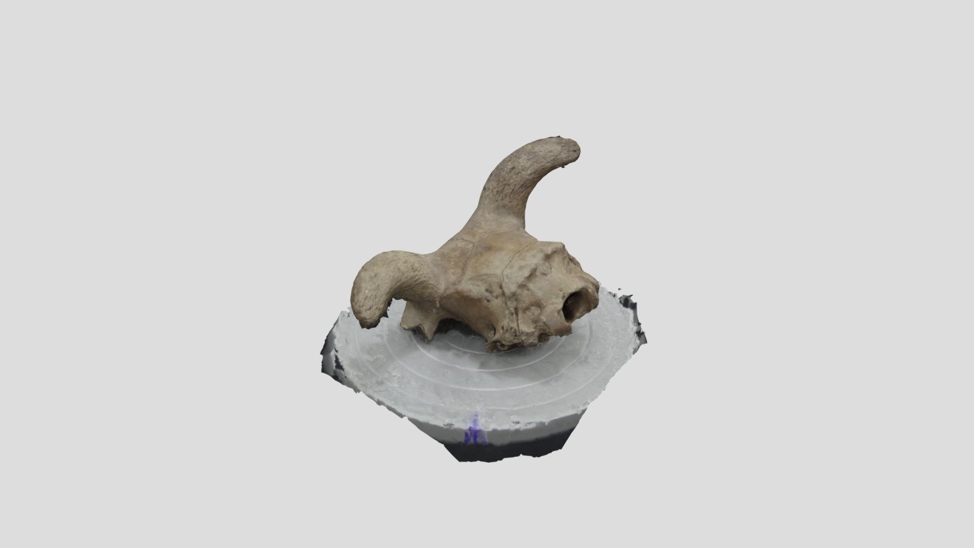 Sam Rhys Oliver Skull