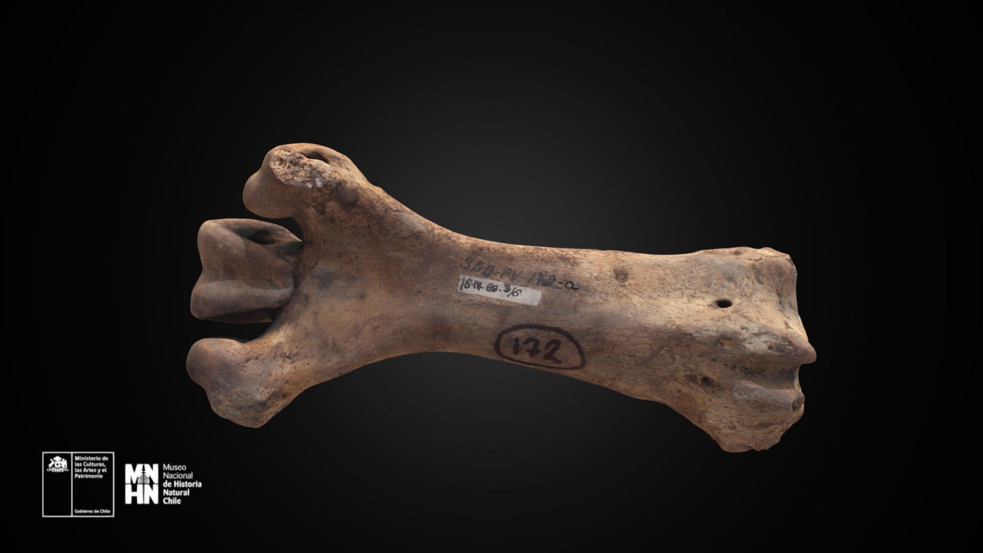 Dinornis novaezealandiae, tarsometatarso