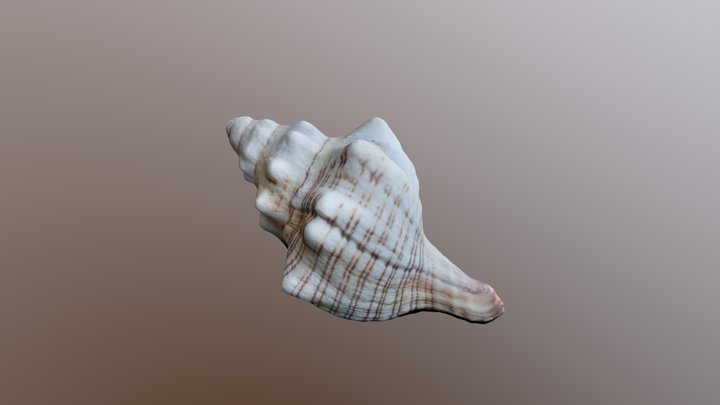 Photorealistic Shell 3D Model