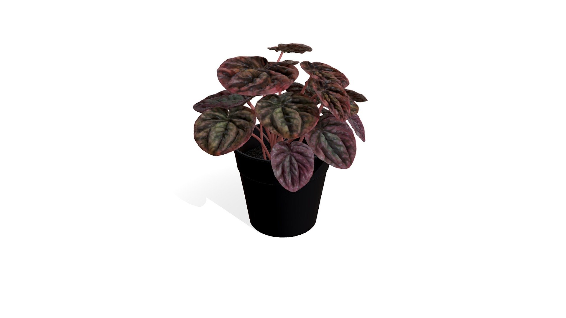 Peperomia caperata2