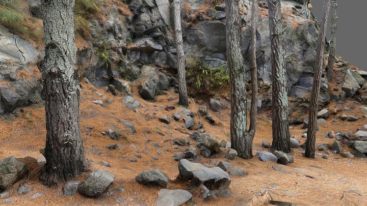 Pine Trees and Rocks rescan 3D Model