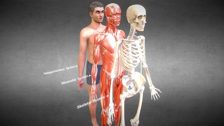 3D Musculoskeletal system Anatomy 3D Model
