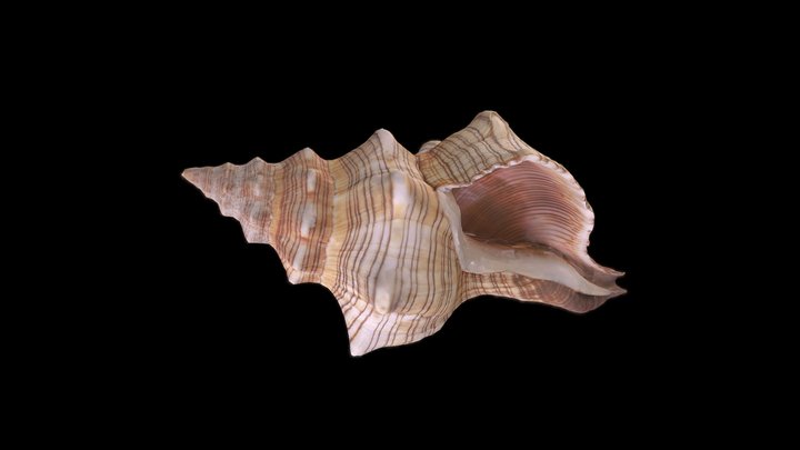Horse Conch Shell 3D Model