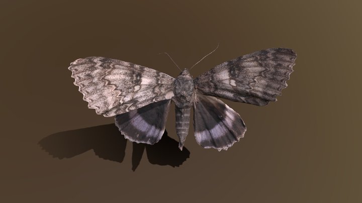 Blue underwing (Catocala fraxini) ムラサキシタバ 3D Model