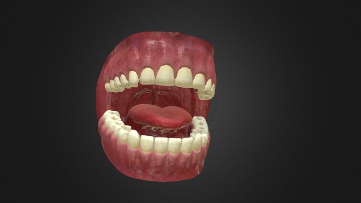 Photorealistic Mouth 3D Model