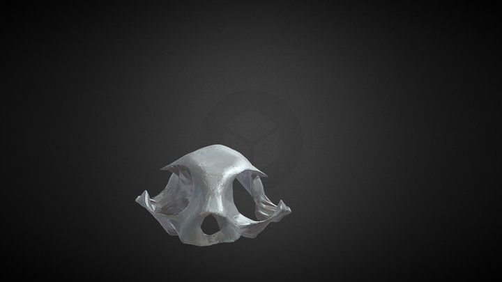 Cat Skull Model 3D Model