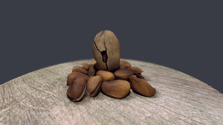 坚果 3D Model