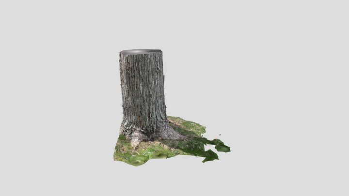 Silver Maple - Lower Trunk 3D Model