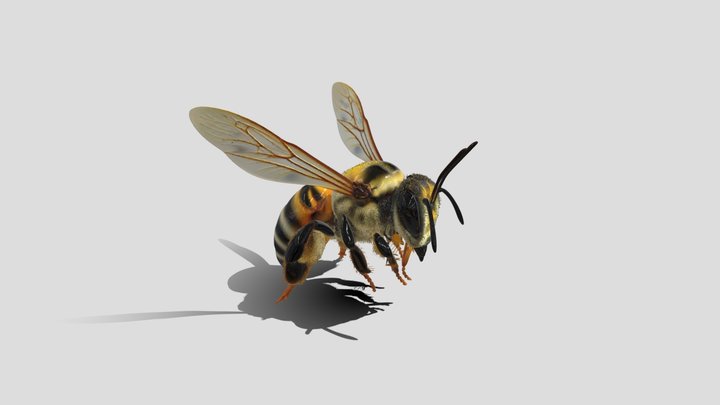 Amber bee 3D Model