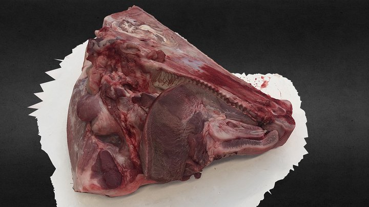 Pig's head, sagittal section 3D Model