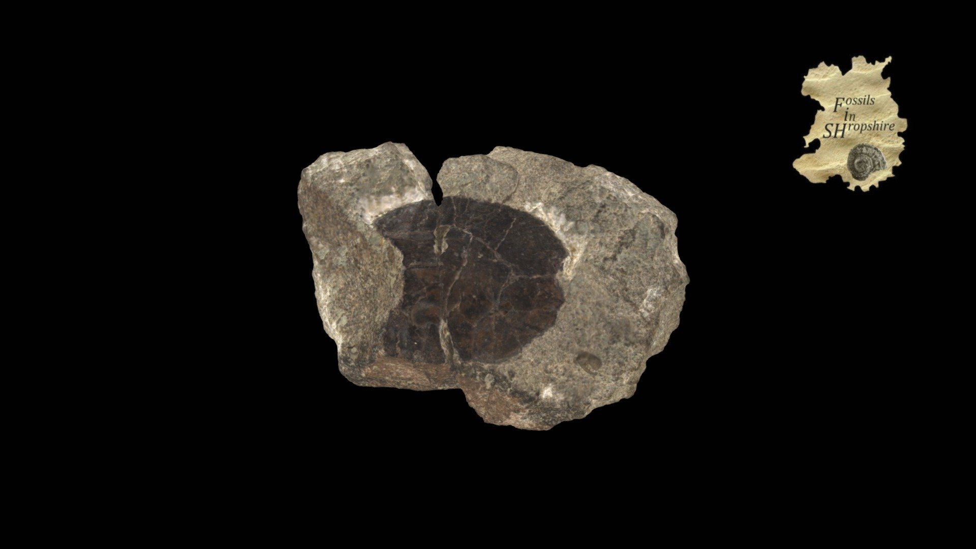 Fish - Phialaspis symondsi