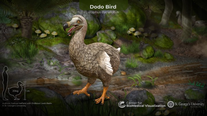 The Dodo Bird 3D Model
