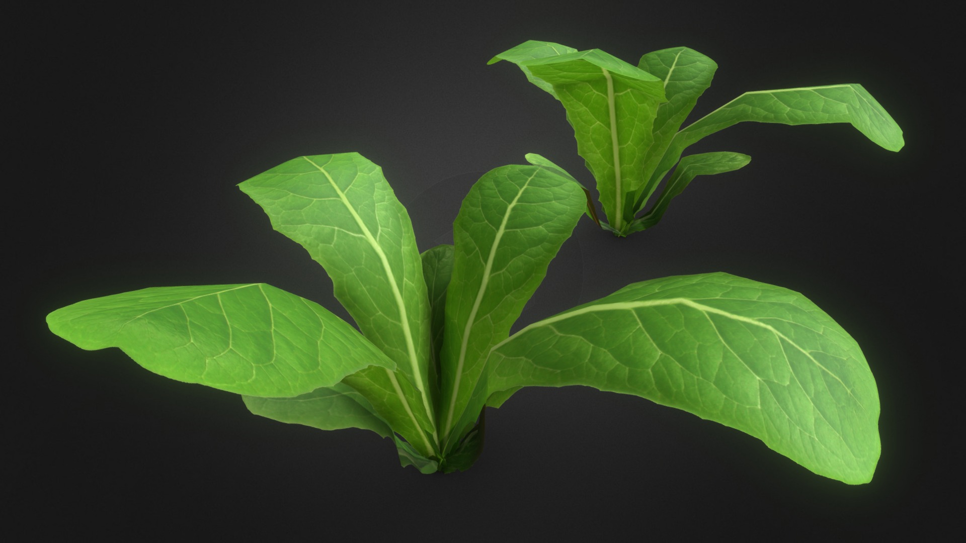 3D model Low Poly Lettuce - This is a 3D model of the Low Poly Lettuce. The 3D model is about a group of leaves.