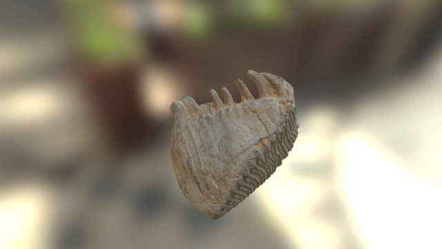 Woolly Mammoth, upper 3rd molar 3D Model