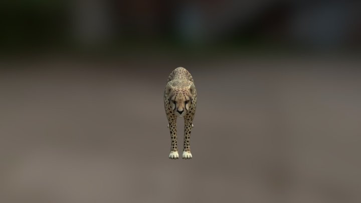 Cheetah High Poly 3D Model