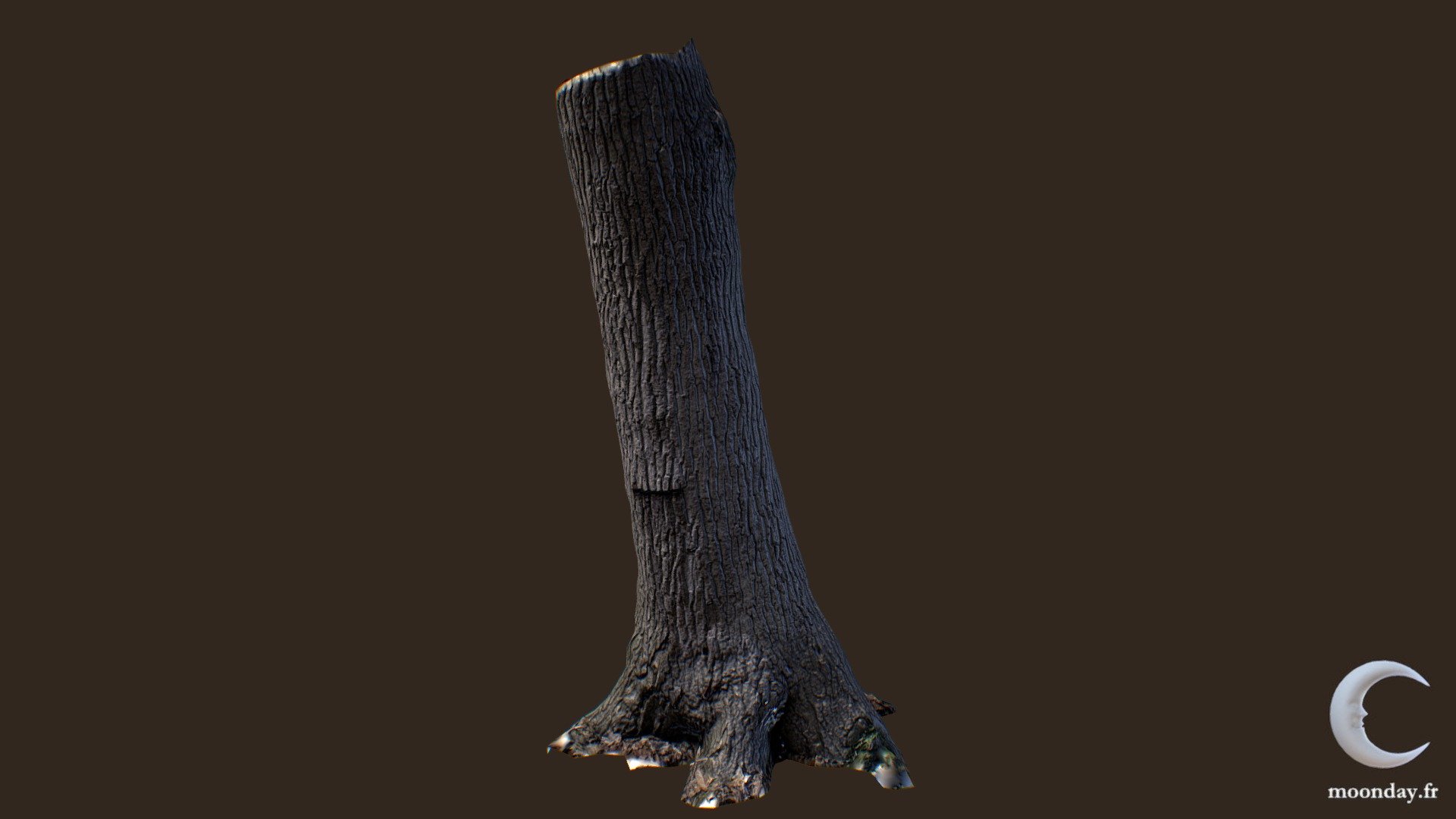 3D scanned Tree trunk 01