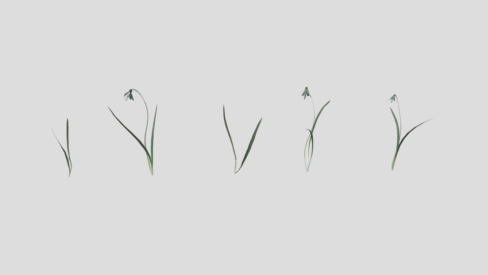 Common Snowdrop Pack - Buy Royalty Free 3D model by kambur [1cd28c6 ...