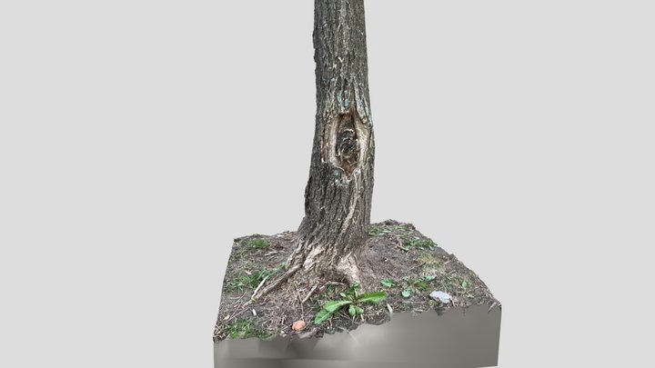 TreeBark_03 3D Model