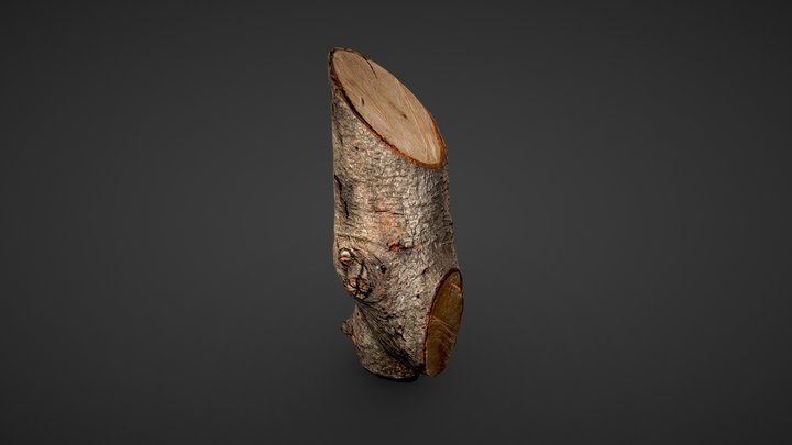 Fotogrametría rama 3D Model