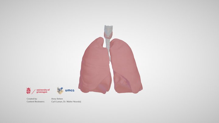 Anatomy of the airways (opaque lungs) – Modello 3D gratuito STL