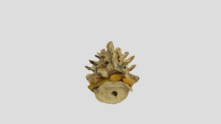 Spine3 3D Model