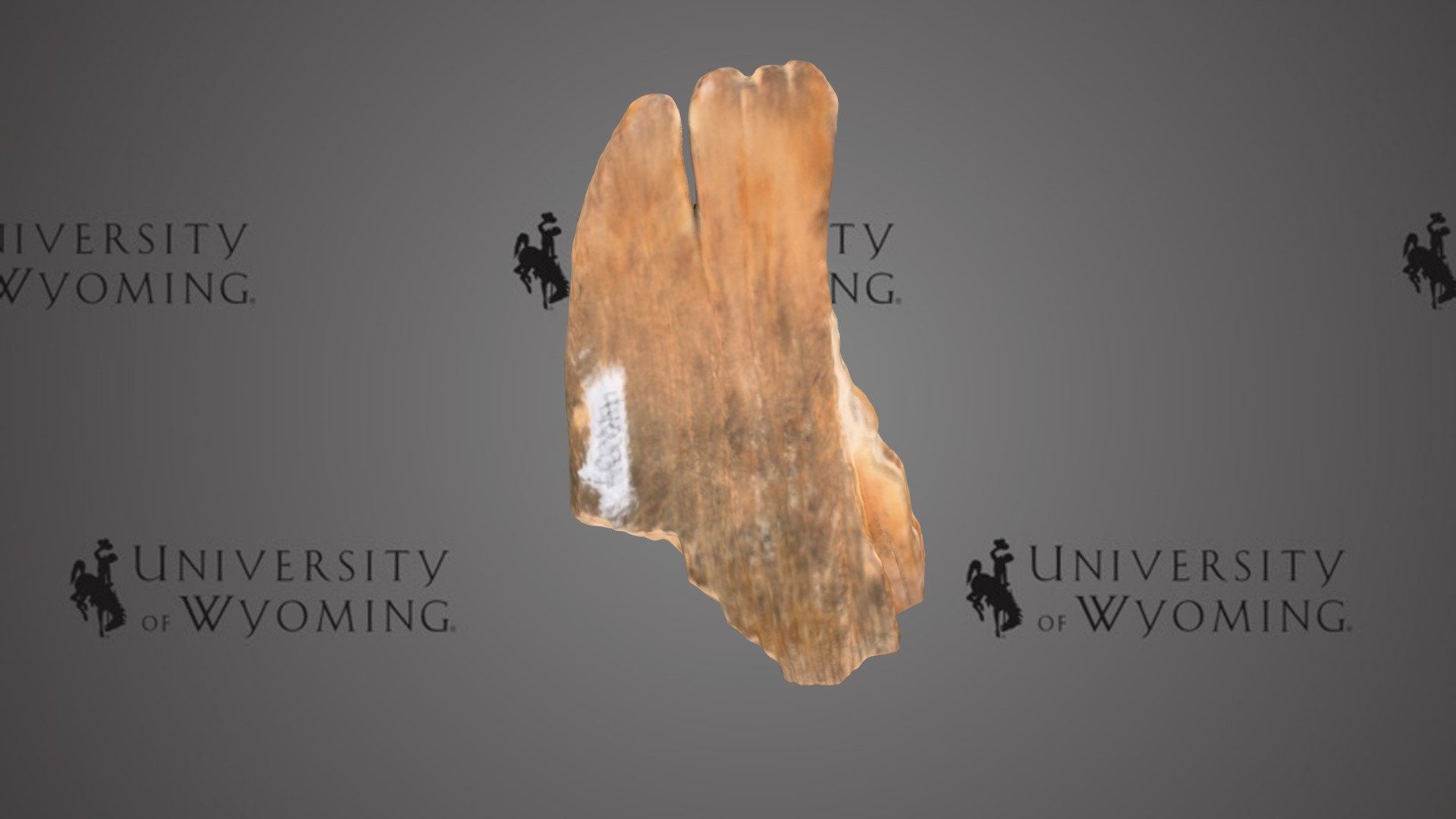 UW 44034 H - Mammuthus sp., Tooth Plate