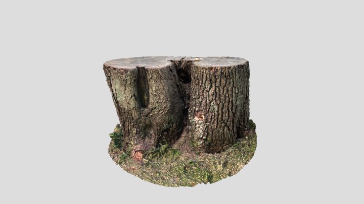 Tree Stump 3D Model