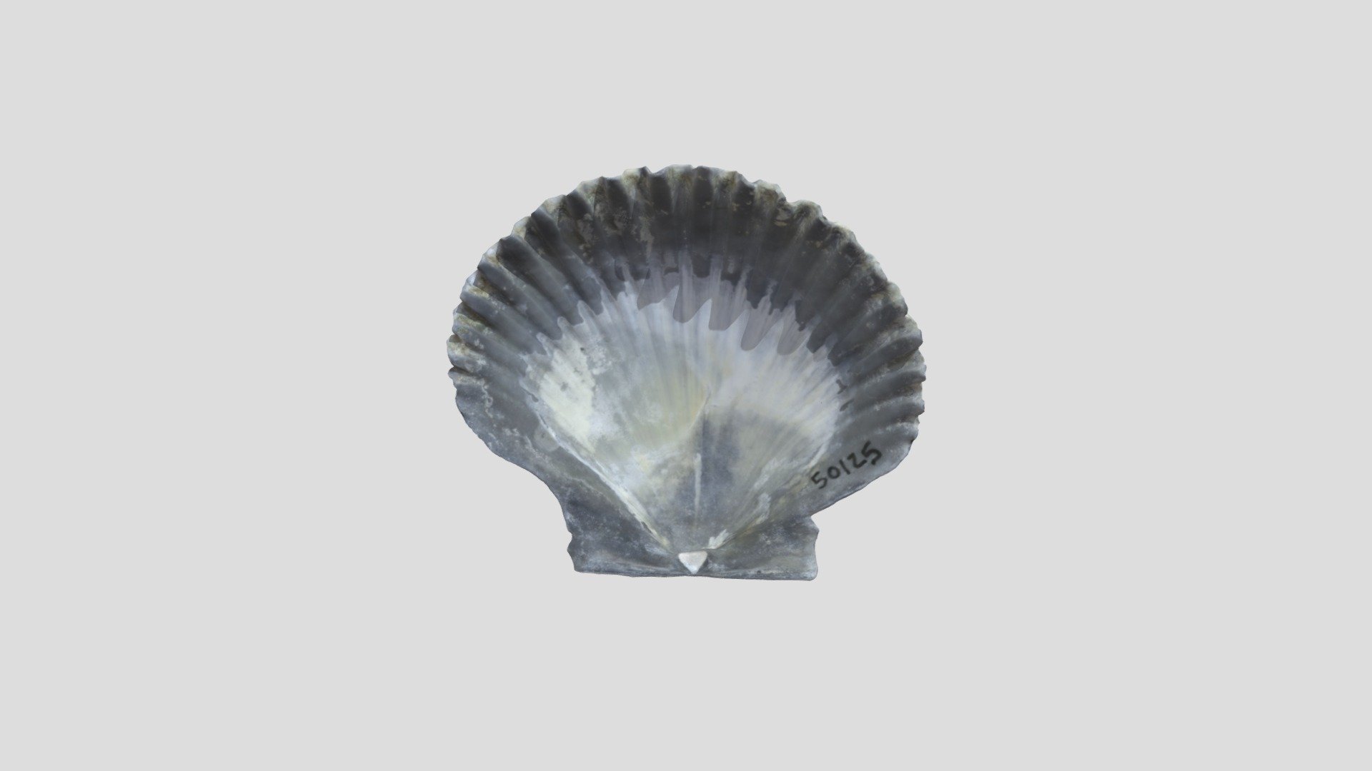 Bivalve-argopecten-gibbus-pri-50125-3d-model