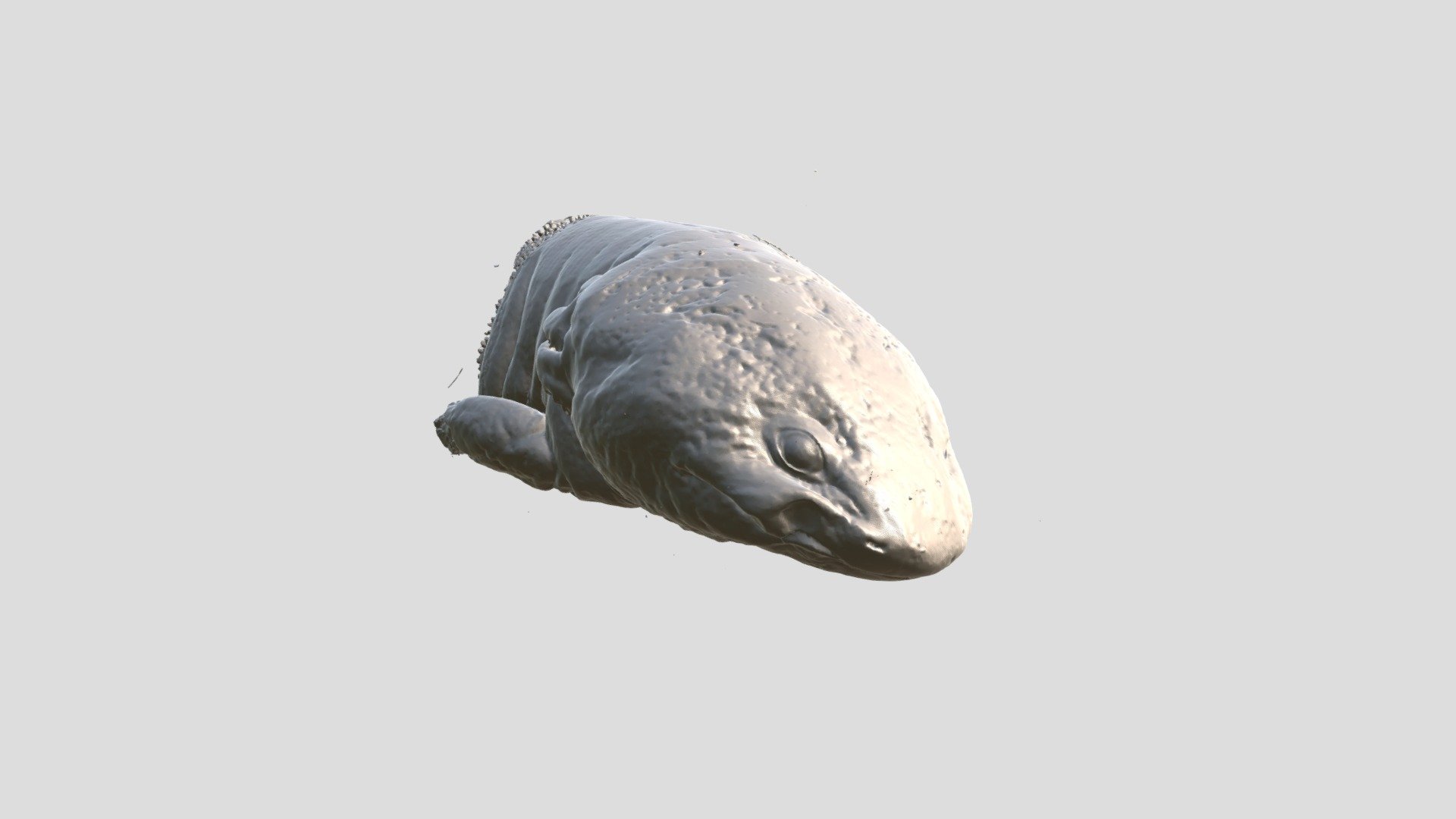 MicroCT image of Ambystoma mexicanum