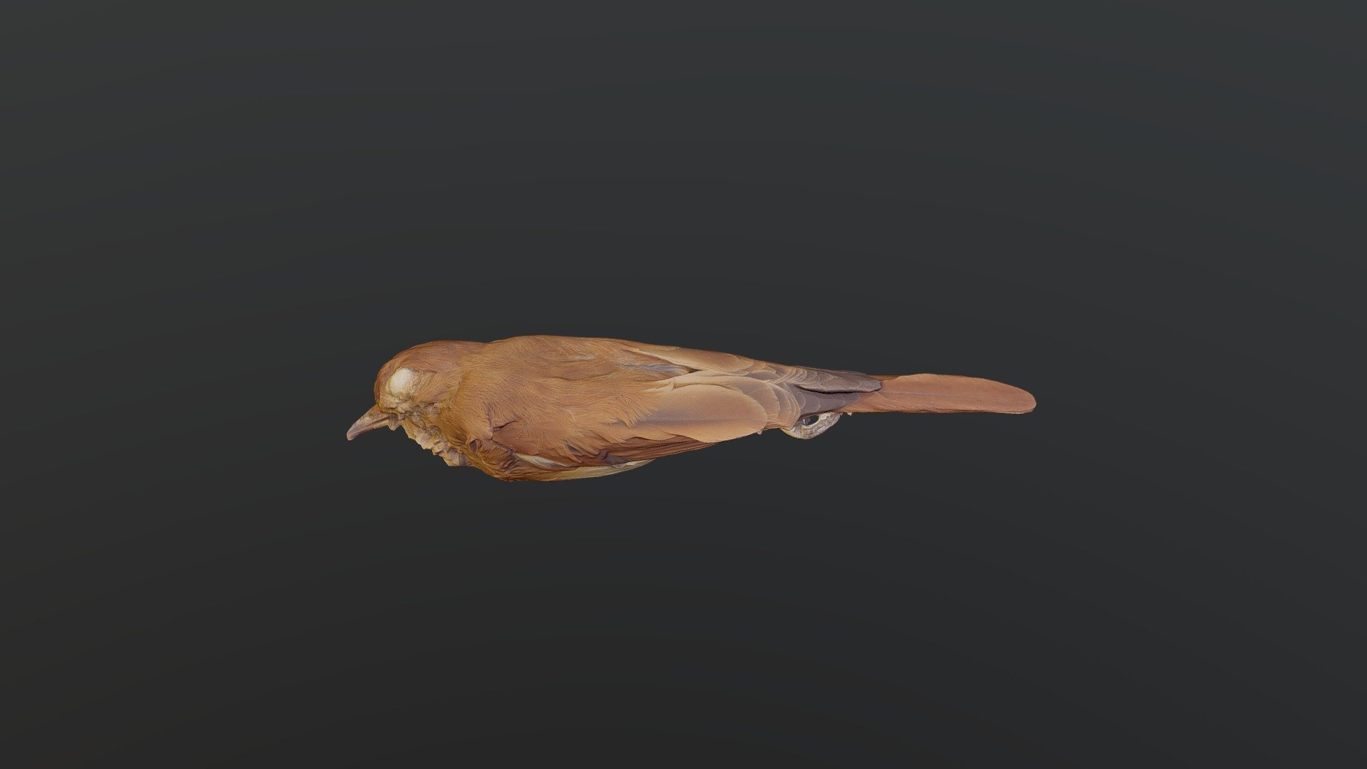 Rufous Casiornis - 	Casiornis rufus