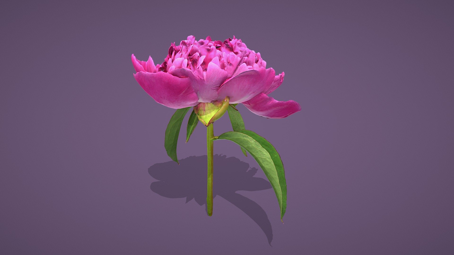 Pink Peony Download Free 3D model by thesidekick