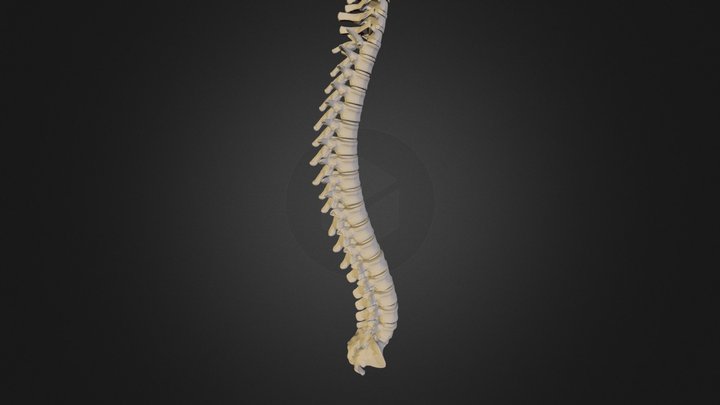 Spine (collection of thunthu) 3D Model