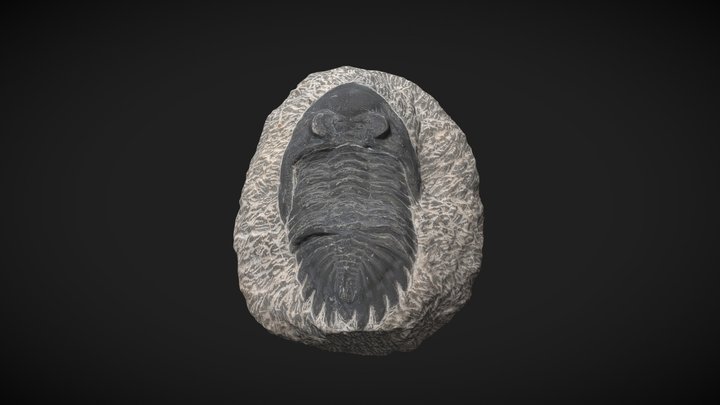 Trilobite 3D Model