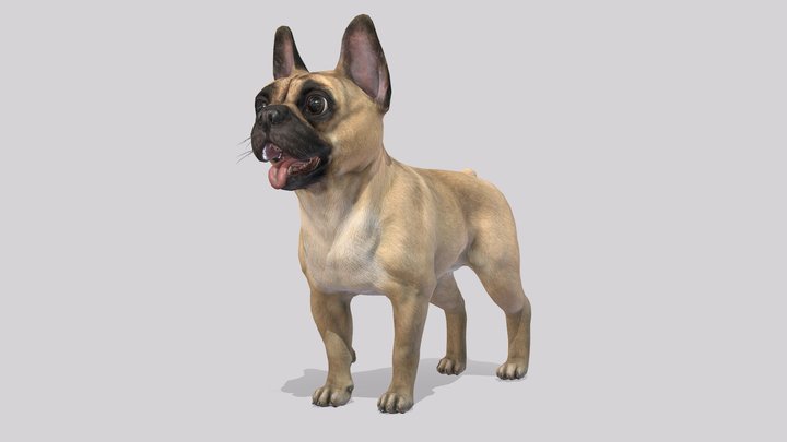 Dog - French Bulldog 3D Model