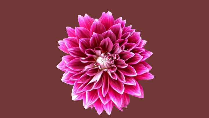Dahelia 001 – Modello 3D gratuito STL