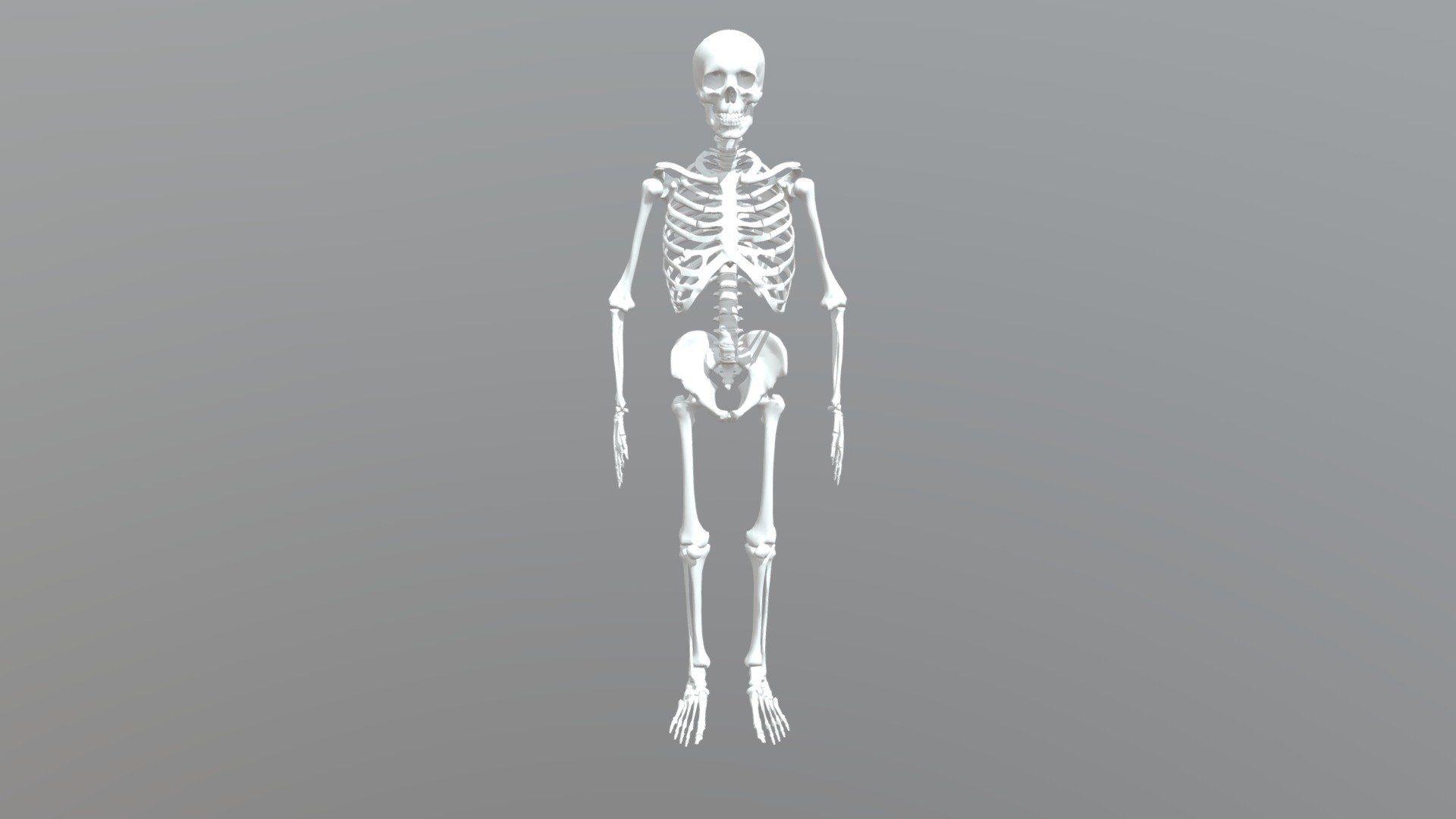 Три д скелет человека. Sketchfab скелет человека. Скелет человека анатомия. Скелет рентген. Скелет человека рентген.