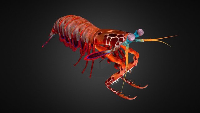 Mantis Shrimp 3D Model