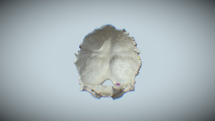 Occipital Bone Final 3D Model