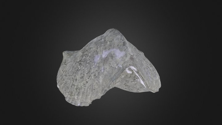 Brachiopod: Paraspirifer bownockeri (PRI 76796) – Free 3D Model STL